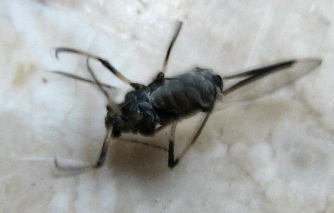 Afidi alati e non
